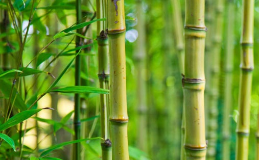 Bambu Tanaman Sejuta Manfaat