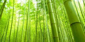 Bambu Tanaman Sejuta Manfaat