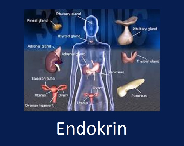 Mengenal Bagian Sistem Endokrin